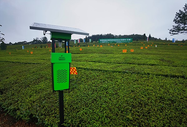 五峰仁和坪镇道家湾茶园里的芭乐视频APP下载IOS下载网站杀虫灯